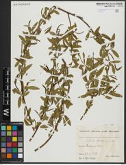 Foto von Salix alba subsp. alba L.